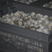 Grey, 24" x 16" x 8", Vented Stack and Nest Container, (Alt. M/N: AC11034)